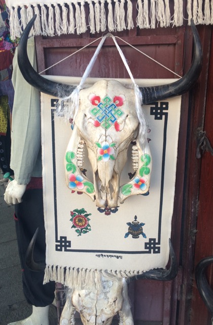 Tibet yak skull